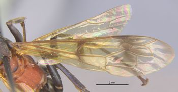 Media type: image;   Entomology 26604 Aspect: Wing front